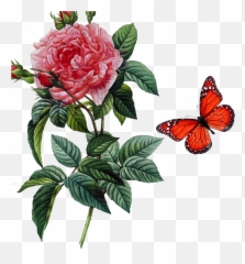 Rosa Gallica Damask Rose Centifolia Roses Botany Botanical - Pj Redoute png