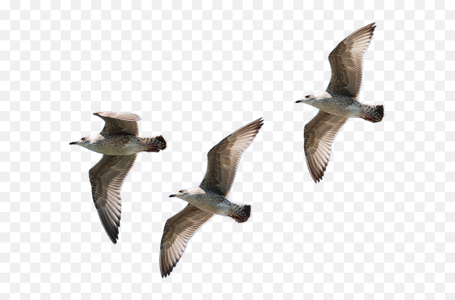 Gulls Flying Isolated - Free Photo On Pixabay Gaviotas Png,Seagulls Png
