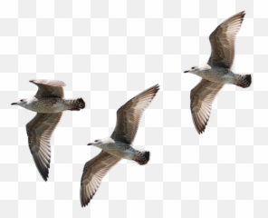 Gulls Flying Isolated - Free Photo On Pixabay Gaviotas Png,Seagulls Png