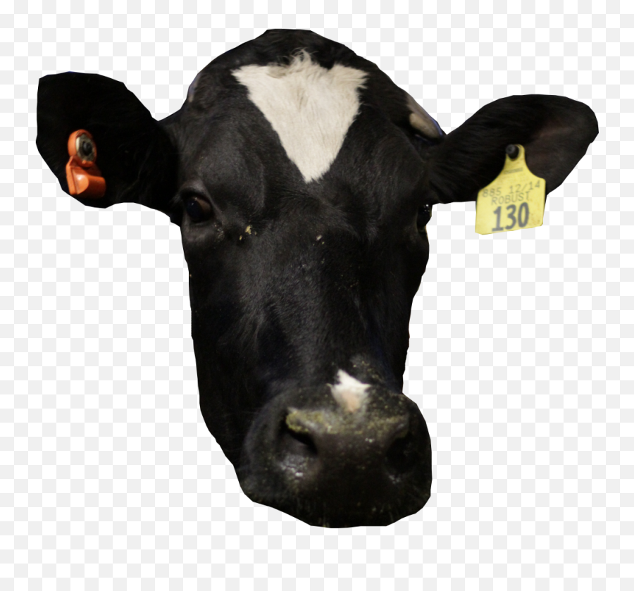 Cow Face Cutout - Cow Face Transparent Png,Cow Face Png