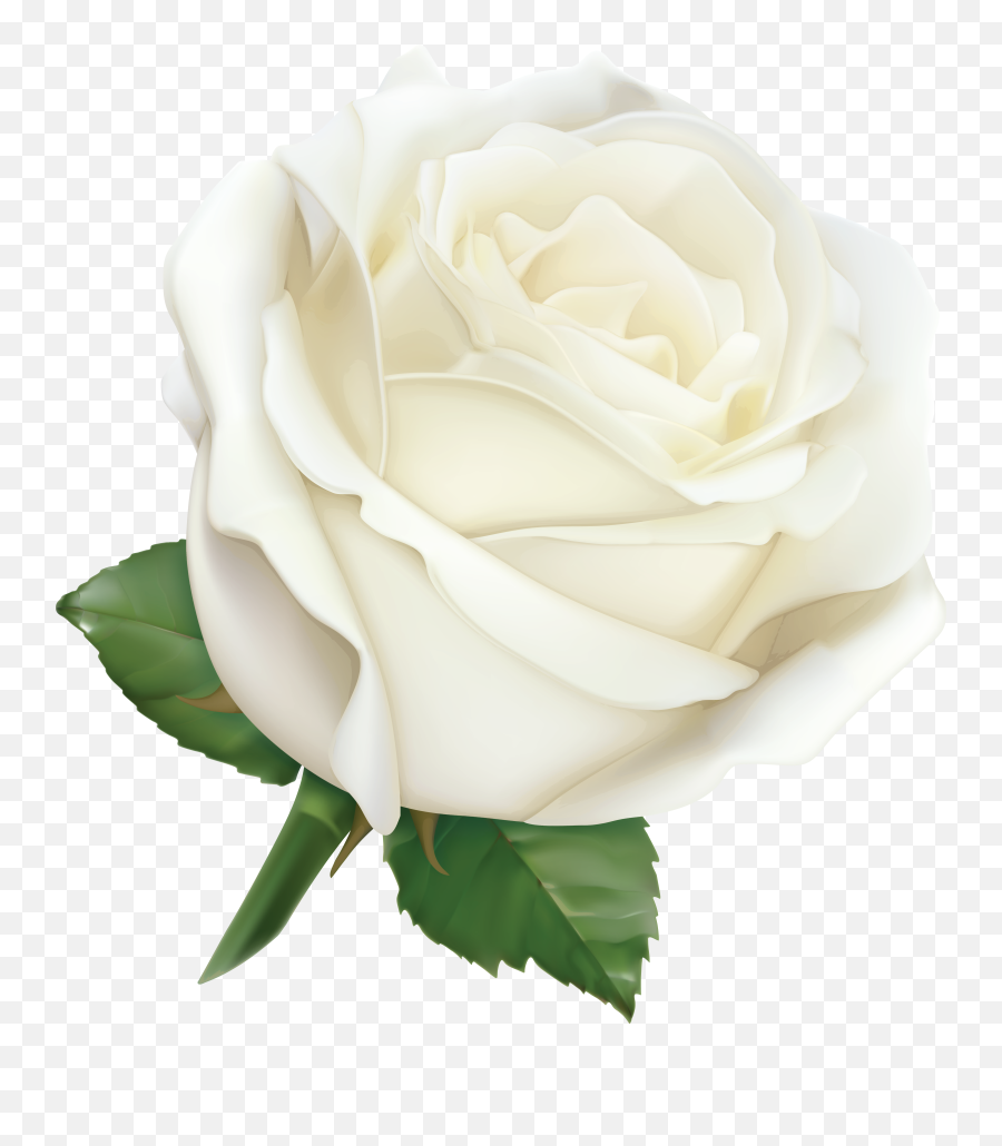 Large White Rose Png Clipart Image Roses