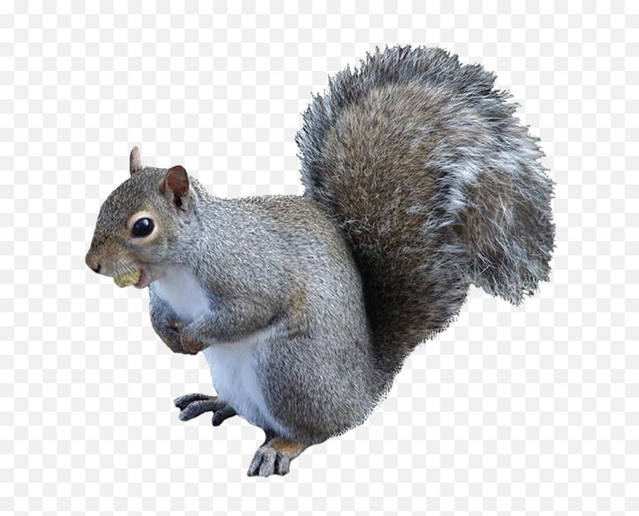 Squirrel Png High - Grey Squirrel Transparent Background,Squirrel Transparent Background