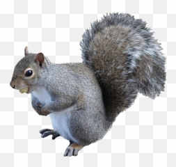 Squirrel Png High - Grey Squirrel Transparent Background,Squirrel Transparent Background