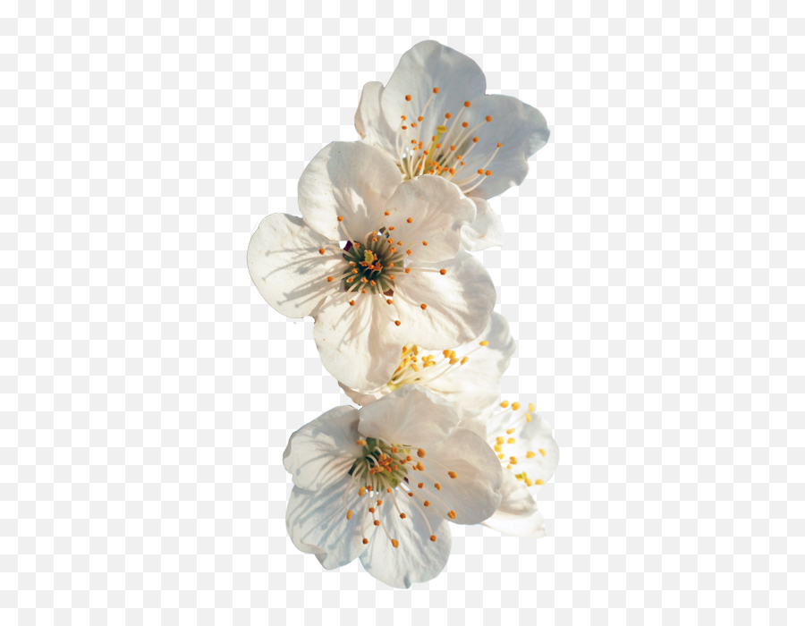 Transparent Flowers - Transparent Cherry Blossom White Png,Flower Transparent Tumblr