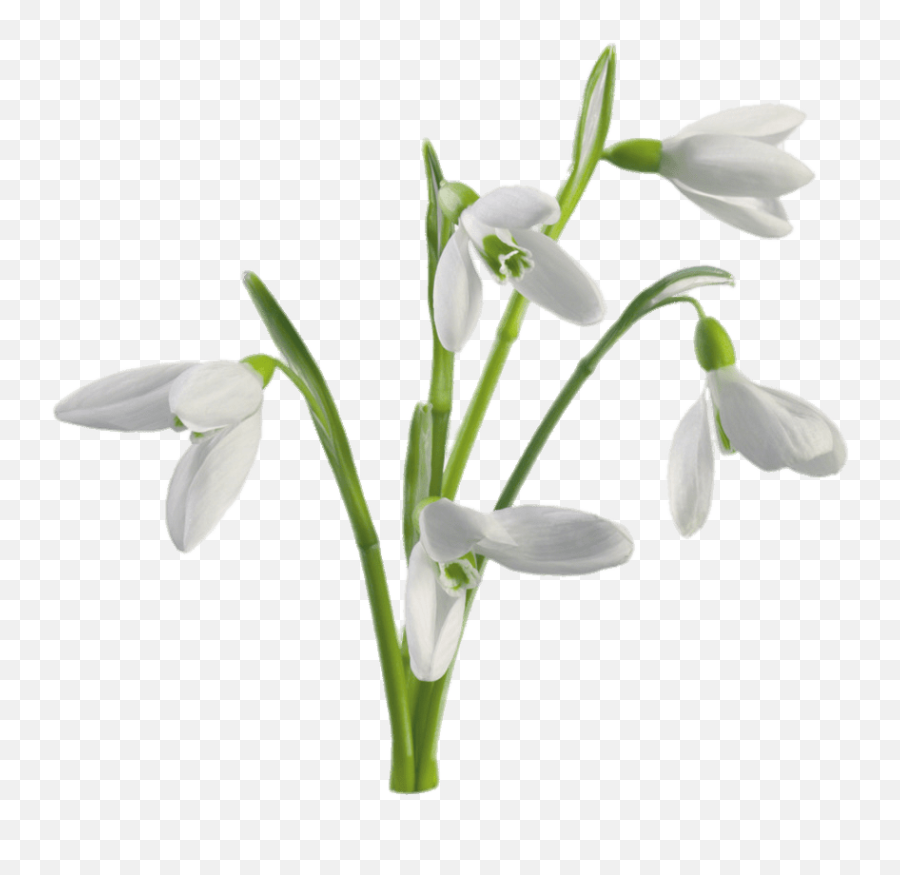 Multiple Snowdrops Flowers Transparent Png - Stickpng Snowdrop Flower Png,Flowers With Transparent Background