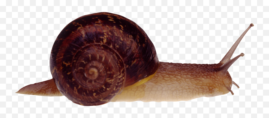 Png Snails - Snail Fasciola,Snail Png