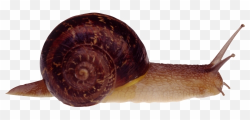 Png Snails - Snail Fasciola,Snail Png