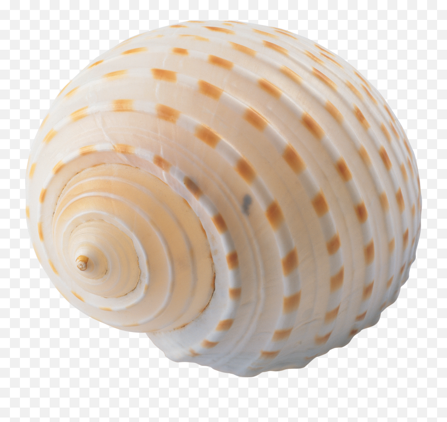 Seashell Png Transparent