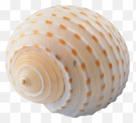 Seashell Png