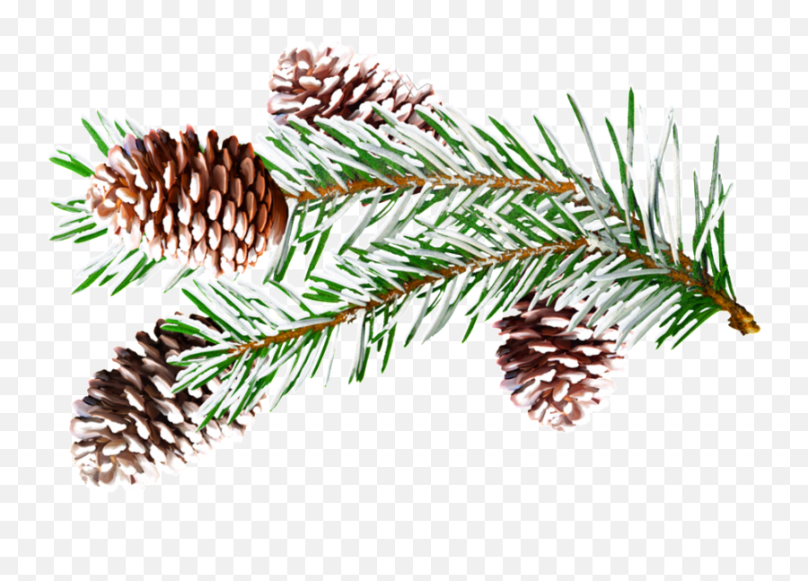 Download Pine Branches Watercolor Png Vector - Pine Portable Network Graphics,Pine Tree Branch Png