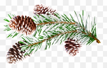 Download Pine Branches Watercolor Png Vector - Portable Network Graphics