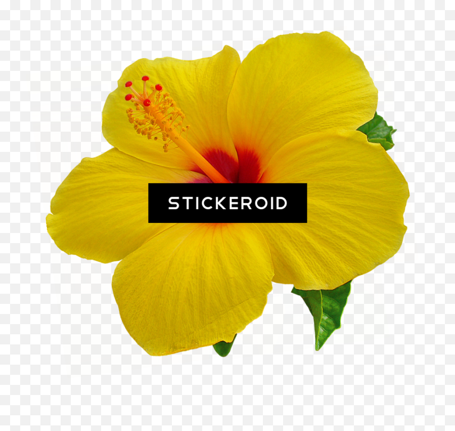 Tropical Flower Yellow Png - Hibiscus Flower Transparent Background,Hibiscus Flower Png