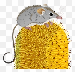 Clipart - Bear Bar Paulista Png,Possum Png