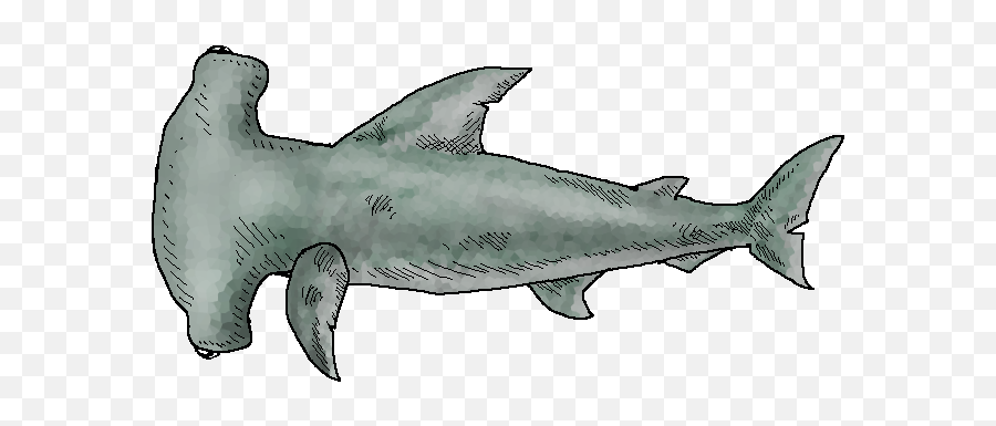 Hammerhead Shark - We Need To Go Deeper Hammerhead Png,Hammerhead Shark Png