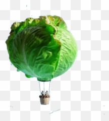 Cabbage Sticker By Mayahamed53 - Miniature Calendar Tanaka Tatsuya Art png