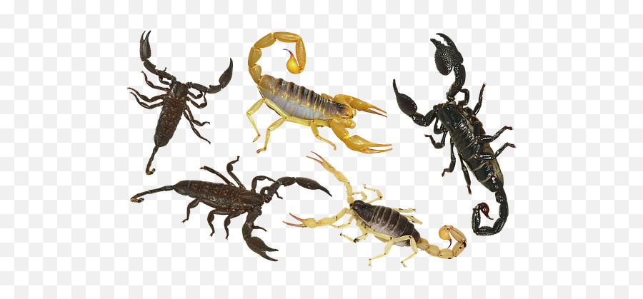 100 Free Scorpion U0026 Aquarius Images - Pixabay Scorpioni Velenosi Png,Scorpion Transparent Background