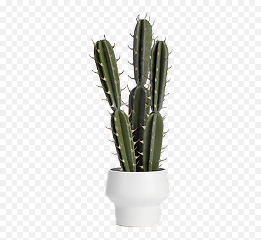 Potted Spiked Cactus - Potted Cactus Transparent Png,Cactus Transparent