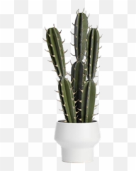 Potted Spiked Cactus - Transparent png