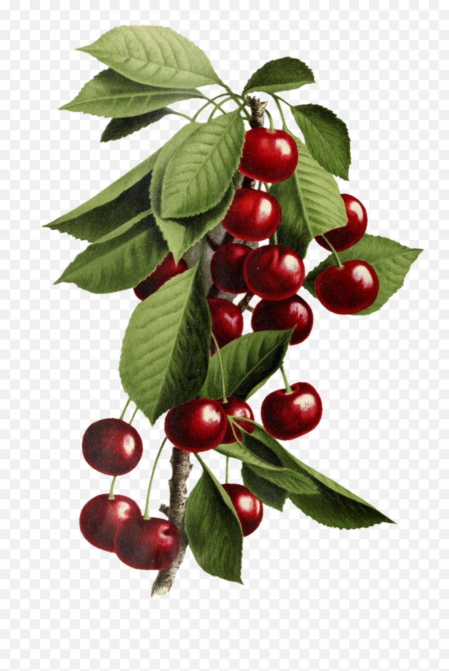 Fruit Cherries Vintage Old Free Stock - Fitness Nutrition Png,Cherry Transparent Background