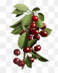 Fruit Cherries Vintage Old Free Stock - Fitness Nutrition png