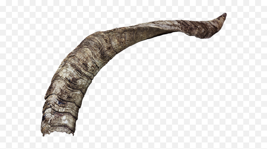 Horn Horns Animal - Corne Png,Goat Horns Png