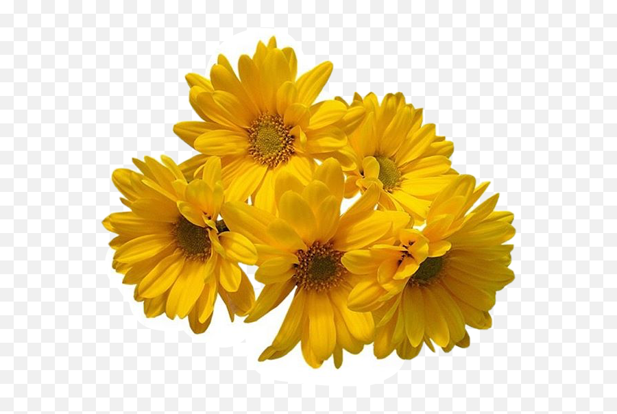 Download Hd Freetoedit Flower Daisy - Yellow Flowers Transparent Background Png,Yellow Flower Transparent Background