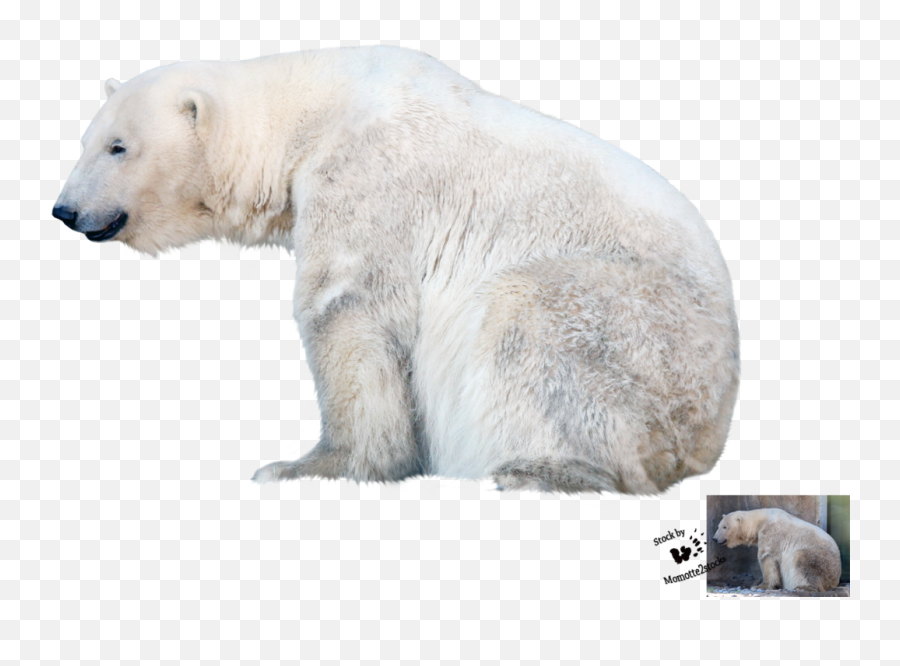 Polar Bear Png File Vector Clipart - Transparent Background Polar Bear Transparent,Polar Bear Png