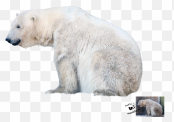 Polar Bear Png File Vector Clipart - Transparent Background