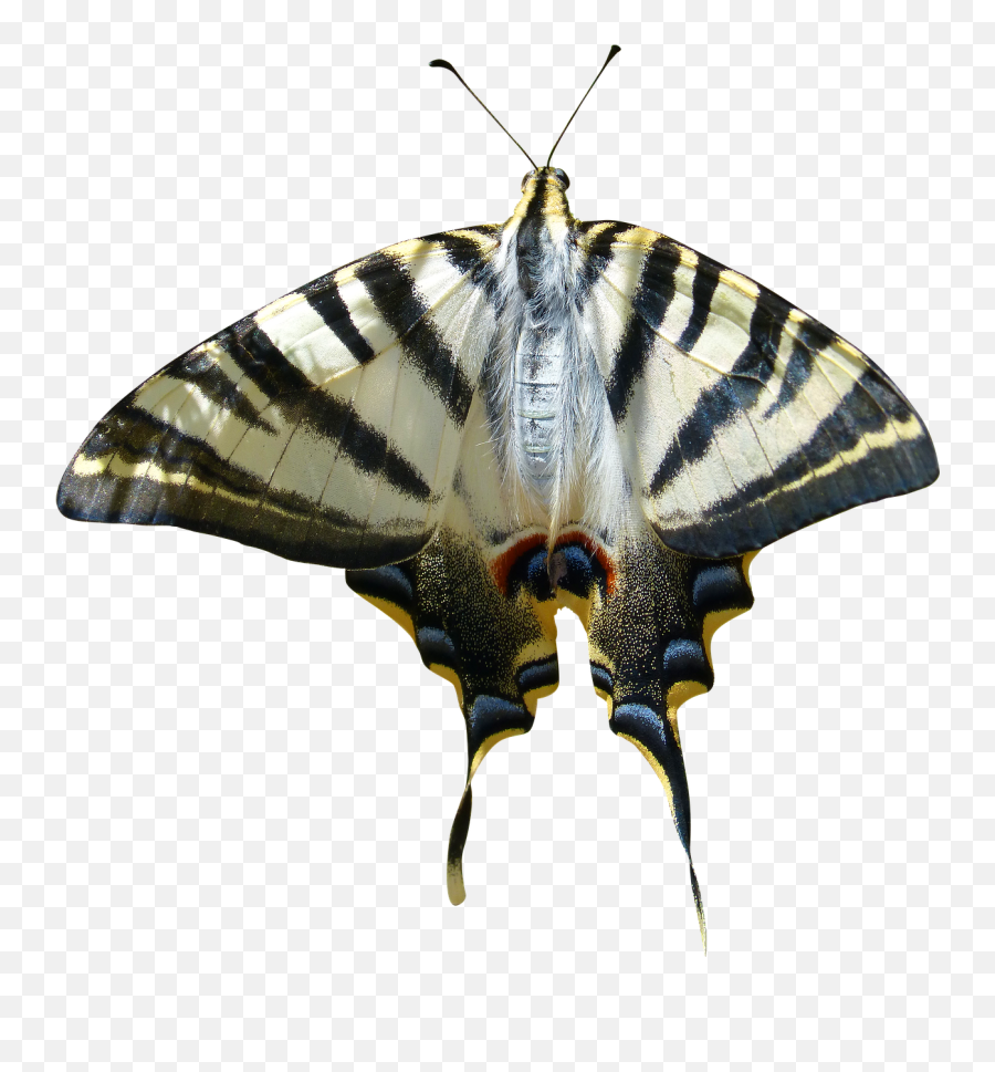 Cropped Imagetransparent Backgroundpapilio Machaon - Moth Png,Butterfly Transparent