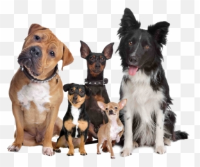 Labrador Retriever Puppy Cat Dog Breed Png Dogs