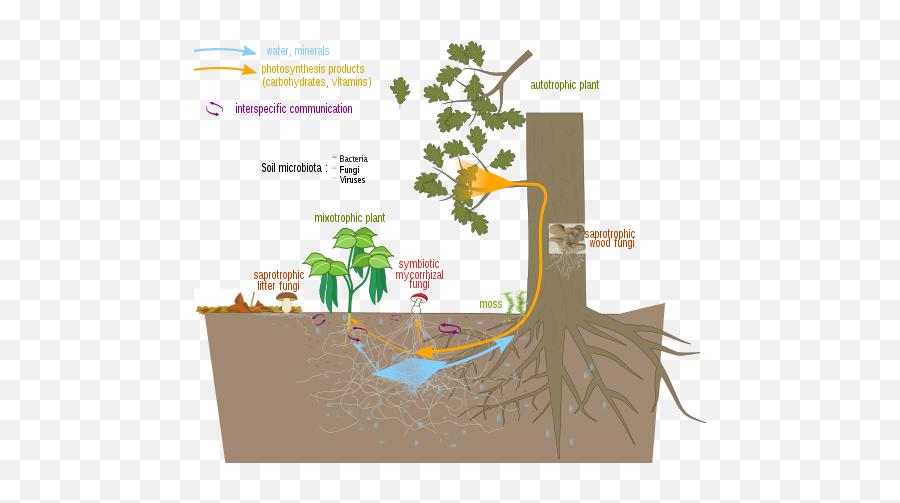 Fairfield Soil And Water Features - Mycorrhizal Fungi Png,Icon Pop Mania Answers