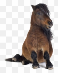 Tiny Pony - Shetland Pony Transparent Png,Pony Png