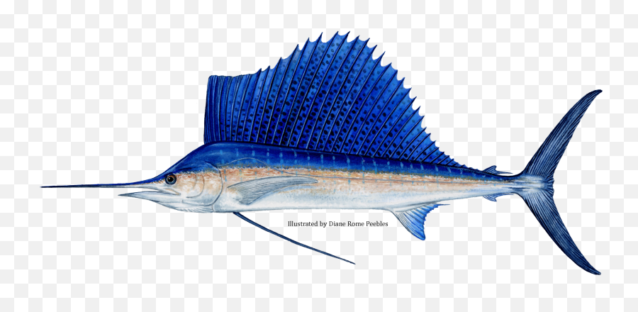 Billfish - Fastest Fish Of World Png,Marlin Png