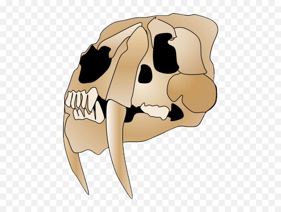Filesmilodon Skull 2png - Wikimedia Commons Smilodon Skull Png,Dinosaur Skull Png