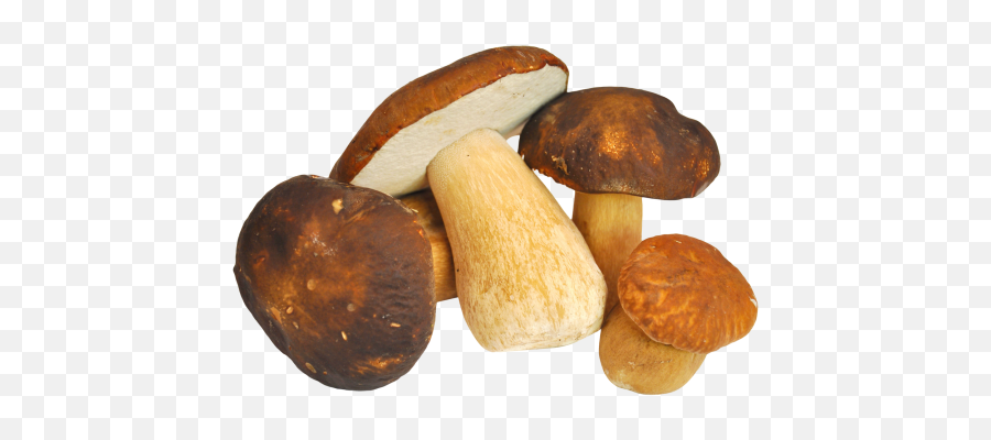 Mushroom Transparent Background Png