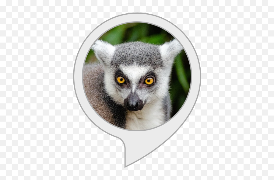 Amazoncom My Lemur Facts Alexa Skills - Body Soul And Spirit Png,Lemur Png