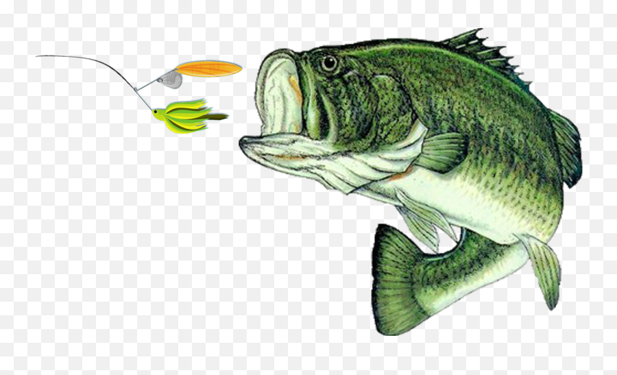 Largemouth Bass Fish Png Image
