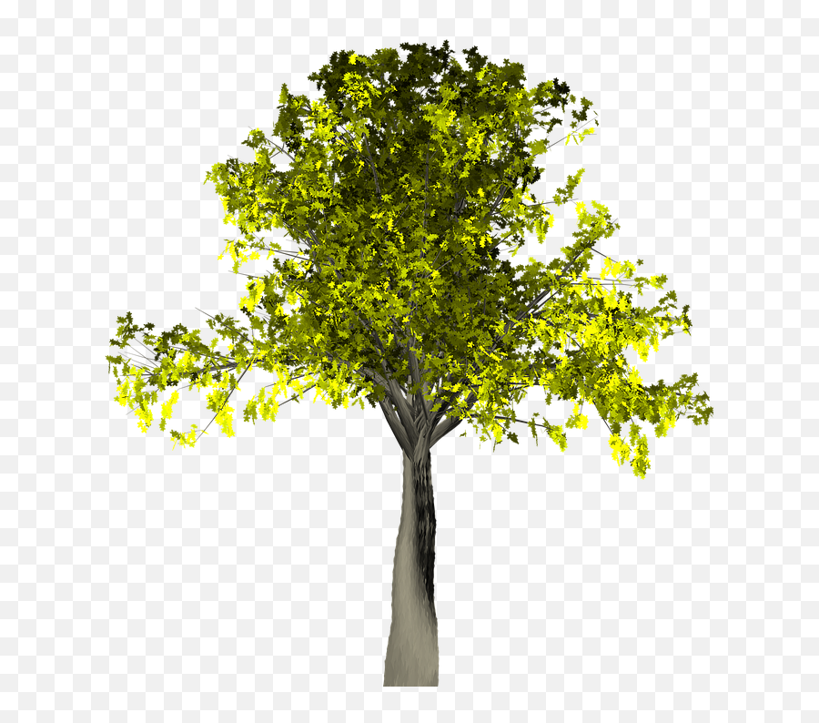 Download Willow Tree Vector 14 Buy - Png Pixabay Tree,Willow Tree Png