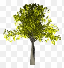Download Willow Tree Vector 14 Buy - Png Pixabay Tree,Willow Tree Png