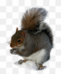 Squirrel Png Translucent Squirrels - Transparent Squirrel,Squirrel Transparent Background
