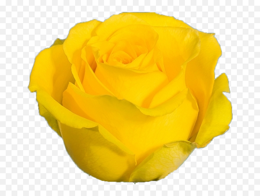 Bikini - Rosas Amarillas Png,Yellow Rose Transparent
