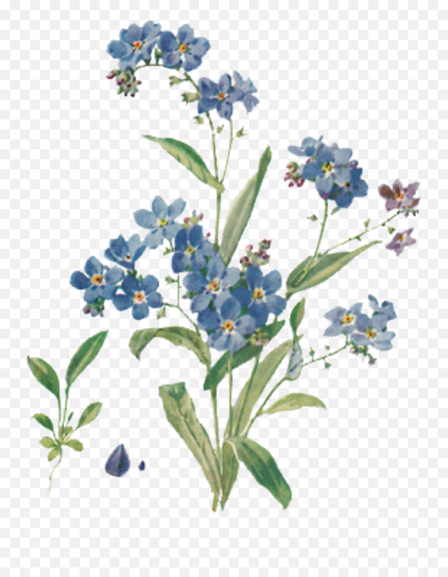Flower - Aesthetic Forget Me Not Png,Flower Transparent Tumblr