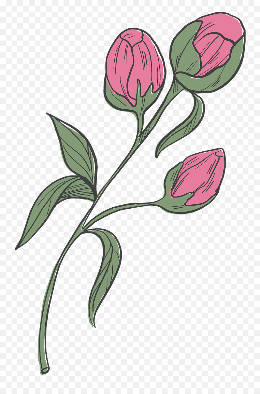 Peonies Clipart Free Download Creazilla - Common Peony Png,Peonies Png