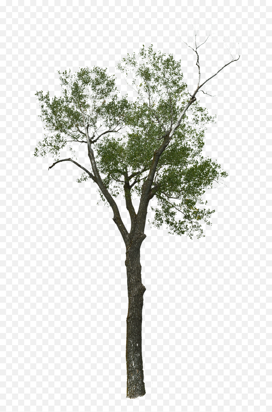 Dead Tree With No - Free Image On Pixabay Tree Png,Dead Tree Png