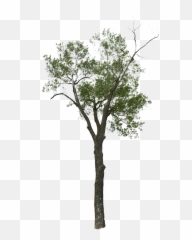 Dead Tree With No - Free image on Pixabay png