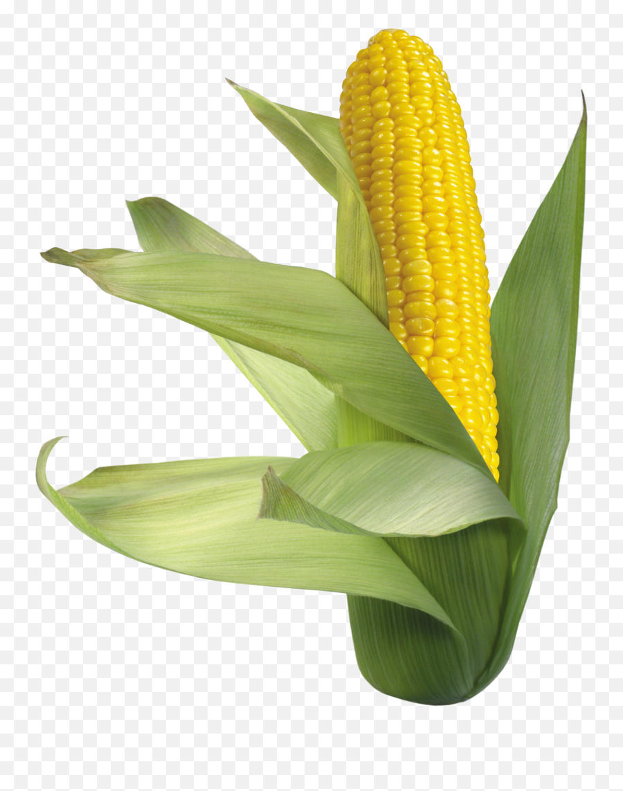 Corn Png Image Web Icons - Corn Png Free,Corn Cob Png