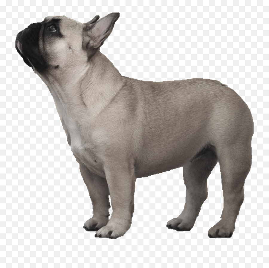 Download Hd Watermelon Transparent - French Bulldog Transparent Background Png,Bulldog Transparent
