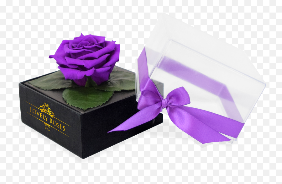 Crystal One Love Purple Rose - African Violets Png,Purple Rose Png