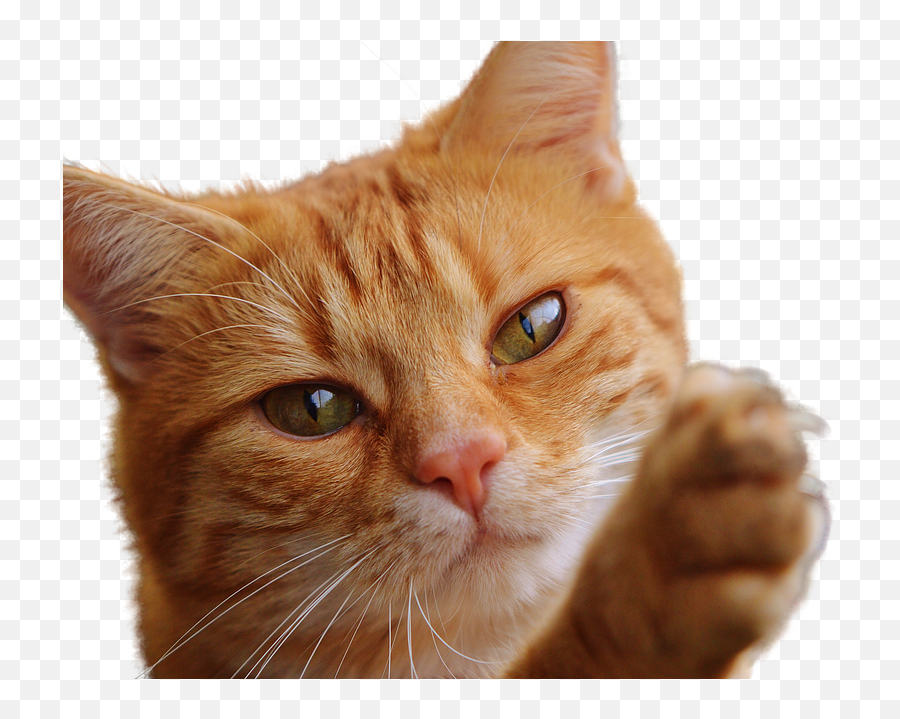Cat Isolated Feline - Free Photo On Pixabay Png,Cat Eyes Png