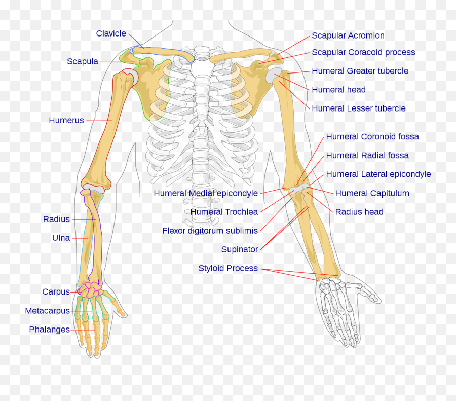 Filehuman Arm Bones Diagramsvg - Wikipedia Bones Of The Arm Png,Skeleton Hand Png